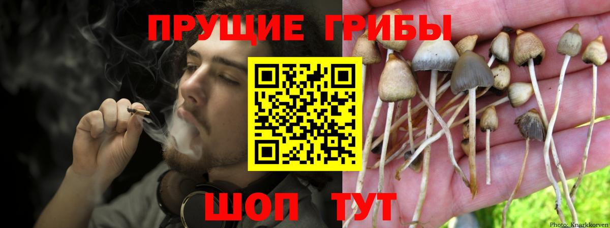 Псилоцибиновые грибы Psilocybine cubensis Тайшет